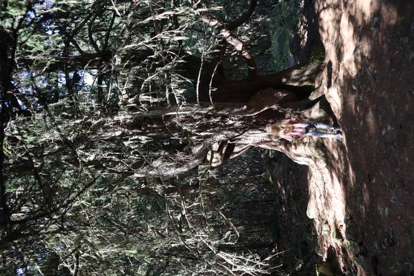 A person stands beside a massive, ancient tree covered in moss and lichen, bathed in dappled sunlight filtering through the dense forest canopy